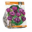 Baltus Tulipa Double Late Double Negrita tulpen bloembollen per 5 stuks